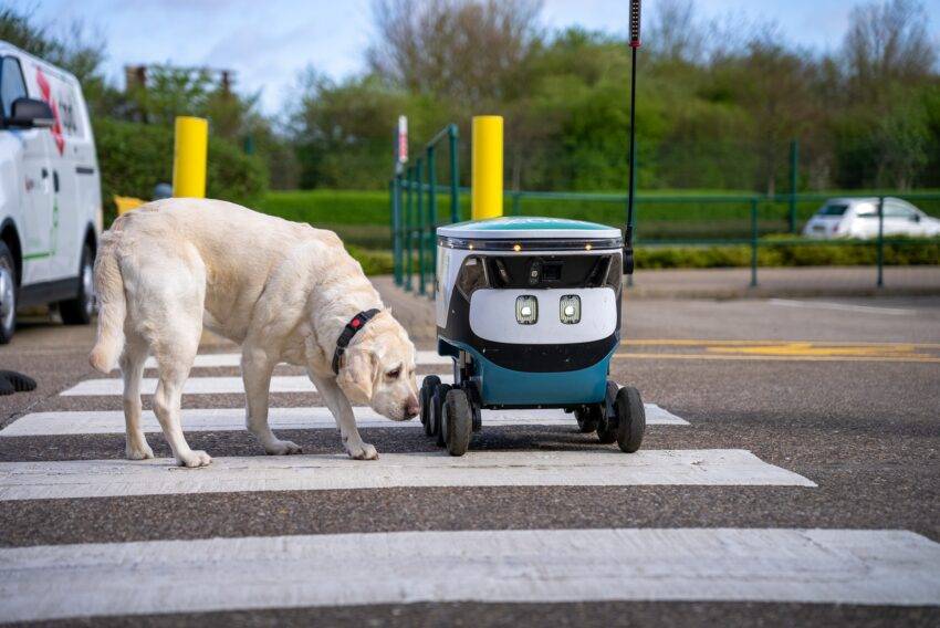 A labrador guide dog named Amelia from Raunds wasn't quite sure what to make of a new DPD delivery robot named Levi she encountered on a walk with her owner, David Holmes.