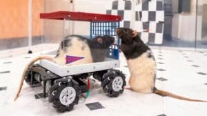 Researchers find that rats can be trained to drive miniature cars and show signs of enjoyment and anticipation, offering insights into animal cognition and the benefits of stimulating environments.