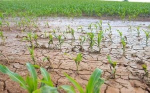 Britain’s farmers are set to collectively lose around £600 million after poor growing conditions produced the second-worst wheat harvest on record.